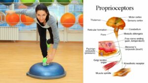Fundamental para trabalhar a caácidade de estabilização das articulações dos membros inferiores